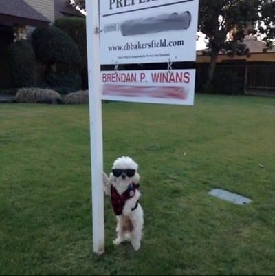 Dog Real Estate Agent