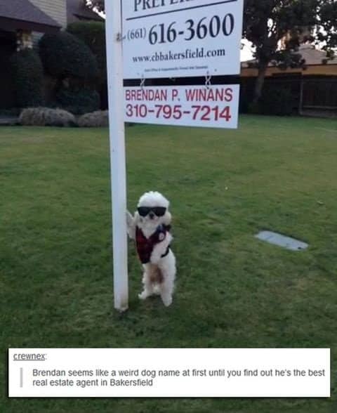 A Real Estate Agent With a Face You Can Trust